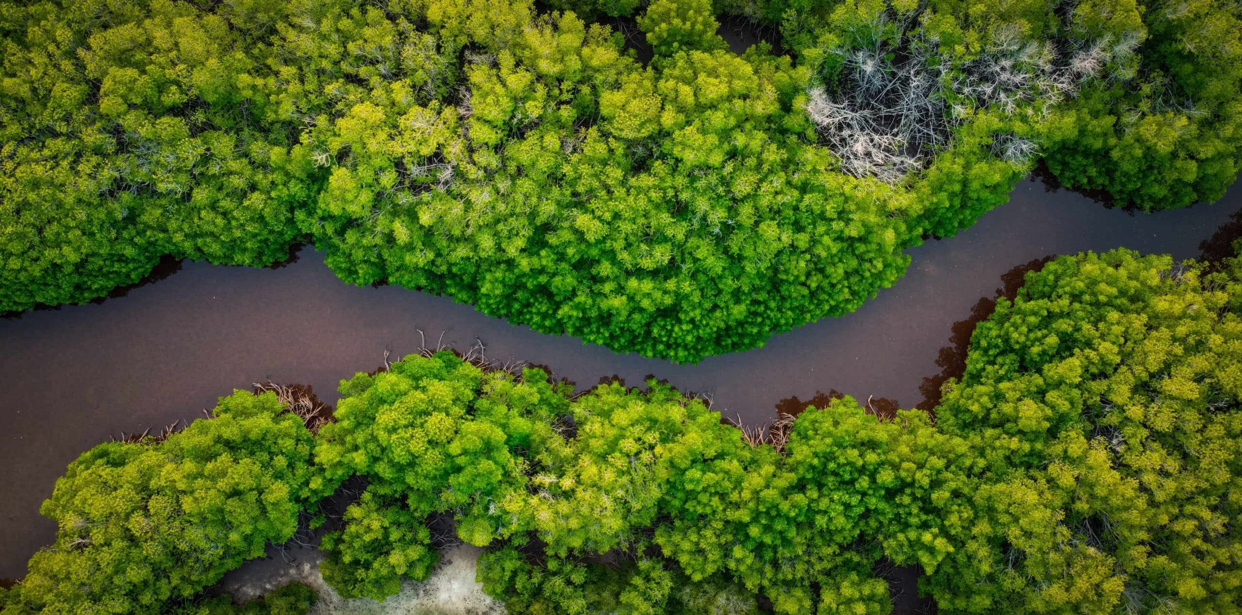Bird's-eye view of mangrove forest