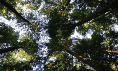 View of sky from forest floor