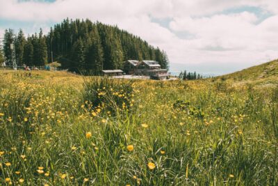 yellow flower field in green field surrounded with tall and green trees