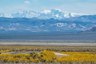 a mountain range in the distance with yellow flowers in the foreground