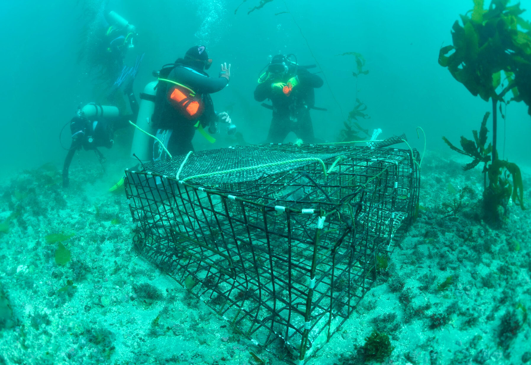 Sirenas de Mexico 6