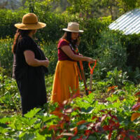 Las Cañadas gardening