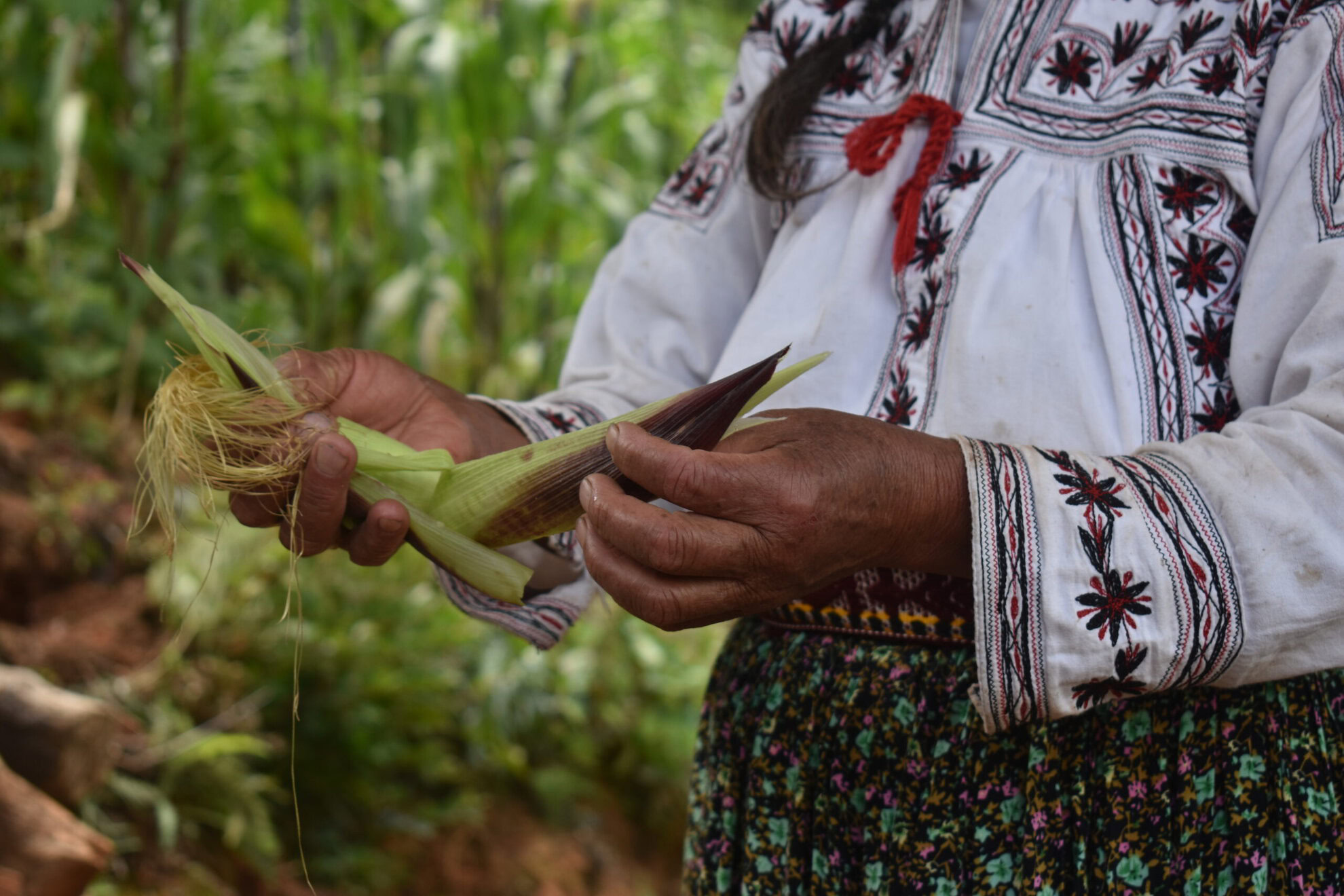 Elote tierno