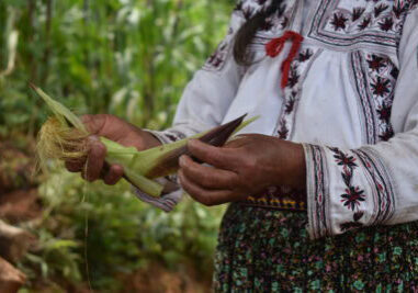 Elote tierno