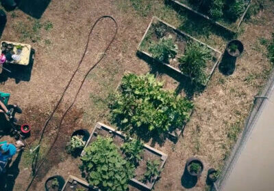 Aerial view of the Seeds of Carver garden in Los Angeles Credit: Seeds of Carver / Women's Earth Alliance