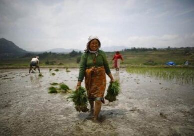 A farmer carrying bundles of rice saplings through her farm in Khokana, Lalitpur, Nepal. 
Source: REUTERS/Navesh Chitrakar