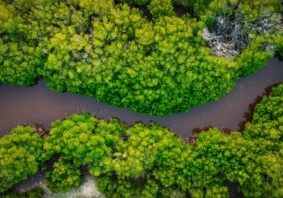 Bird's-eye view of mangrove forest