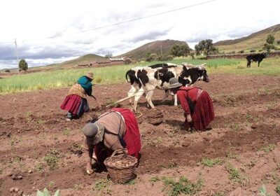 olivian women farm the land wearing the traditional dress of indigenous and peasant people of the highlands. Photo: Elias Quispe under a Creative Commons Attribution-Share Alike 3.0 Unported license.