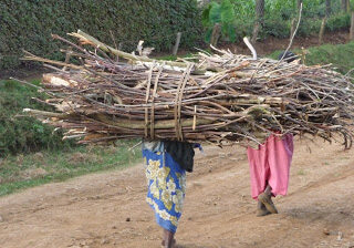 Carrying wood