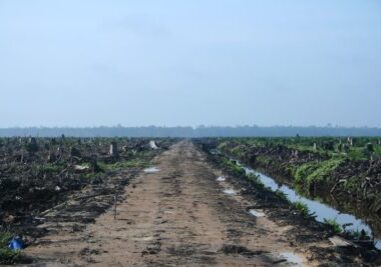 deforestation from palm oil