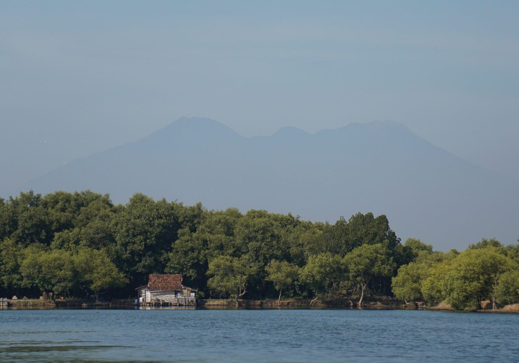 Mangrove forest in East Java, Malang