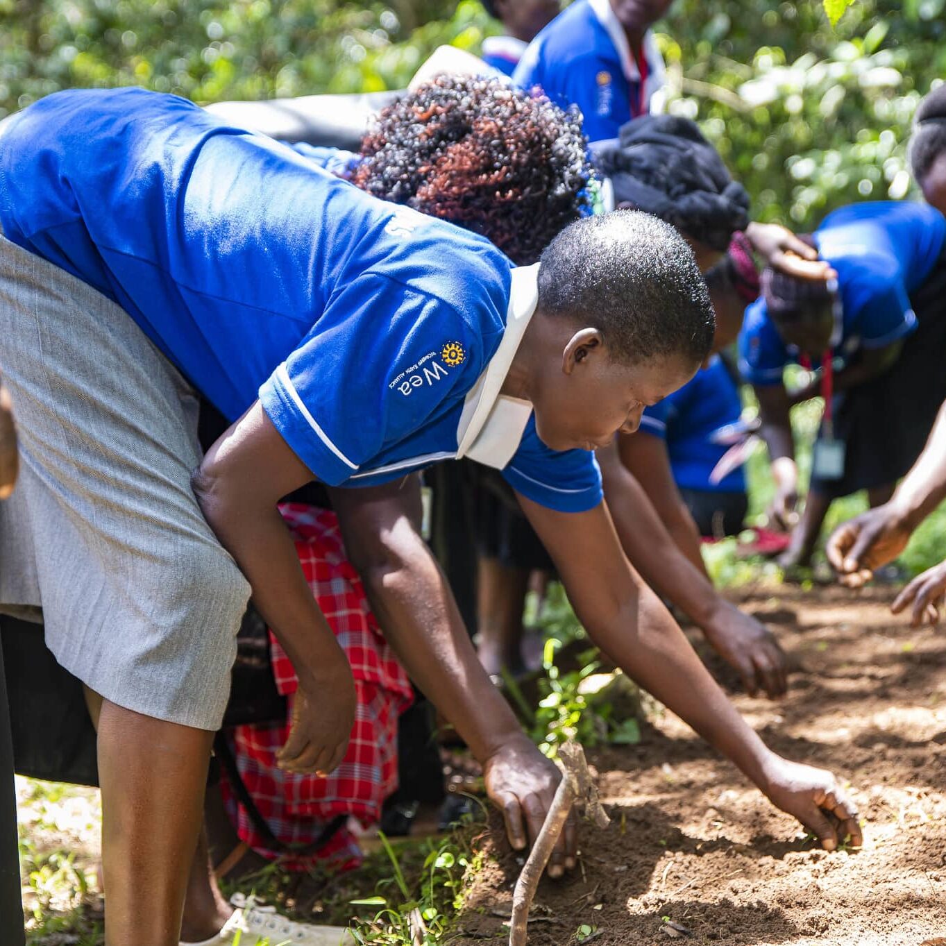 kenya planting