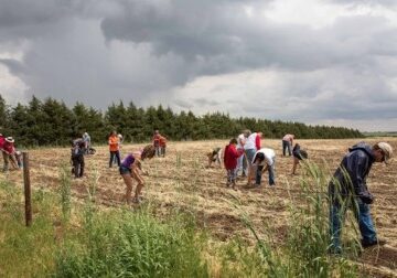 Planting Ponca corn on the Tanderup Farm. Photo by Mary Anne Andrei