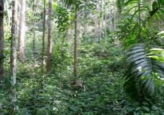 Forest in Leuser Ecosystem. Credit: Katahati Institute 