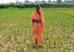 A woman farmer stands in her dried up paddy crop land in Maner in Patna district in Bihar on Thursday Sep 19,2013. Yesterday govt declared 33 districts  drought affected.
Express Photo By Prashant Ravi