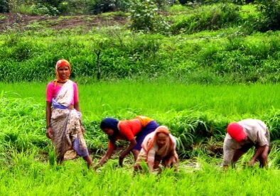 women-rice-plant